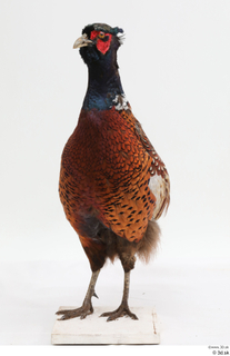 Pheasant  2 whole body 0004.jpg